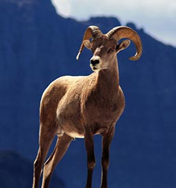 Waterton National Park